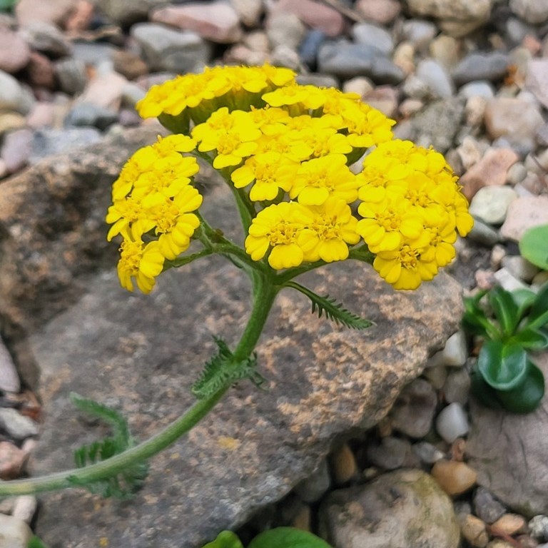 Zdjęcie rośliny: Krwawnik wełnisty / Achillea tomentosa