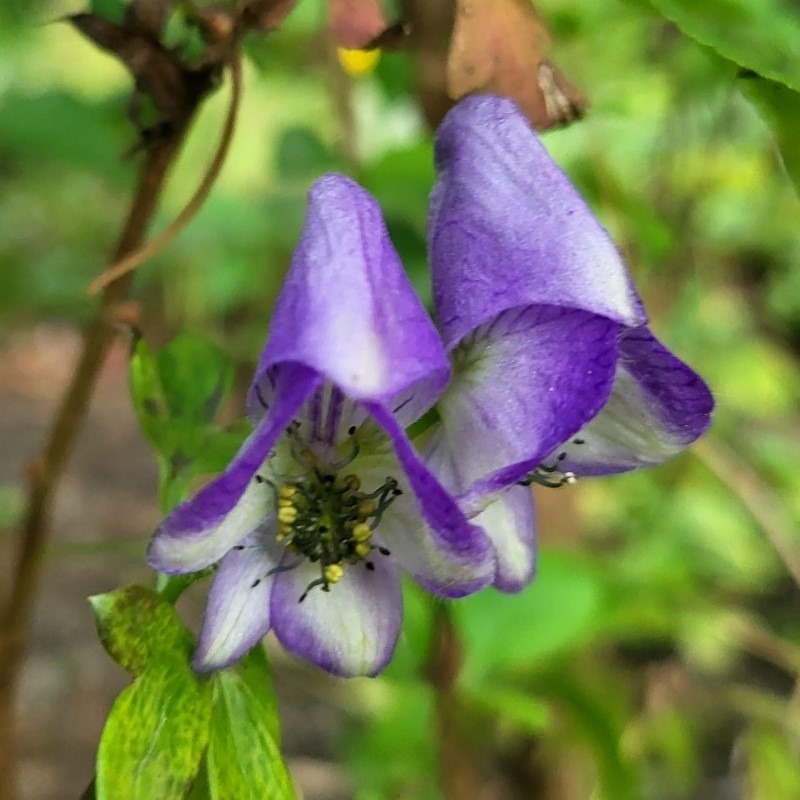 Zdjęcie rośliny: Tojad japoński / Aconitum japonicum