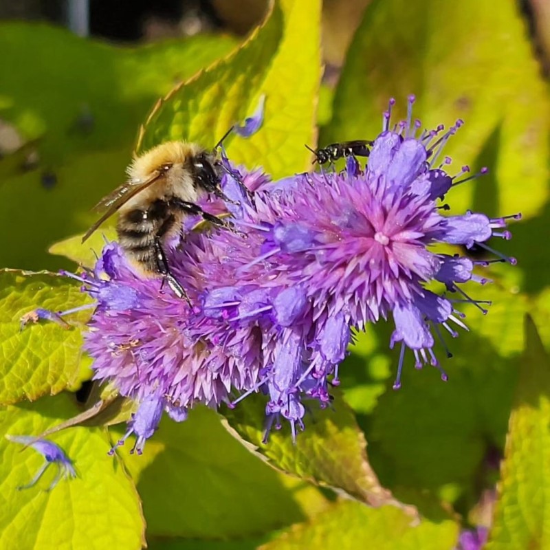Zdjęcie rośliny: Kłosowiec / Agastache Golden Jubilee