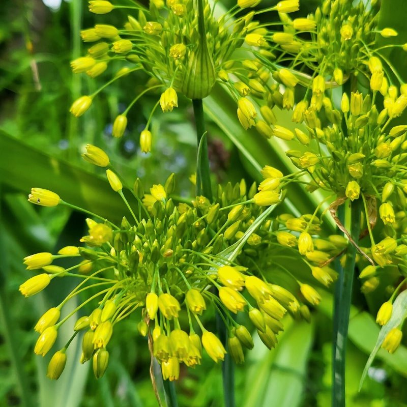 Zdjęcie rośliny: Czosnek złocisty / Allium chloranthum Yellow Fantasy