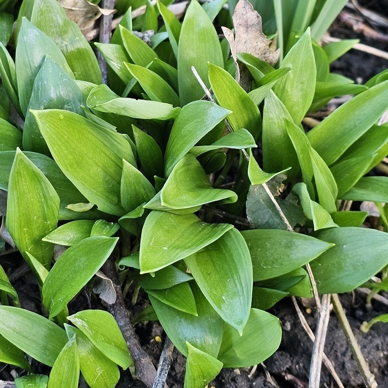 Zdjęcie rośliny: Czosnek niedźwiedzi – duża kępa / Allium ursinum
