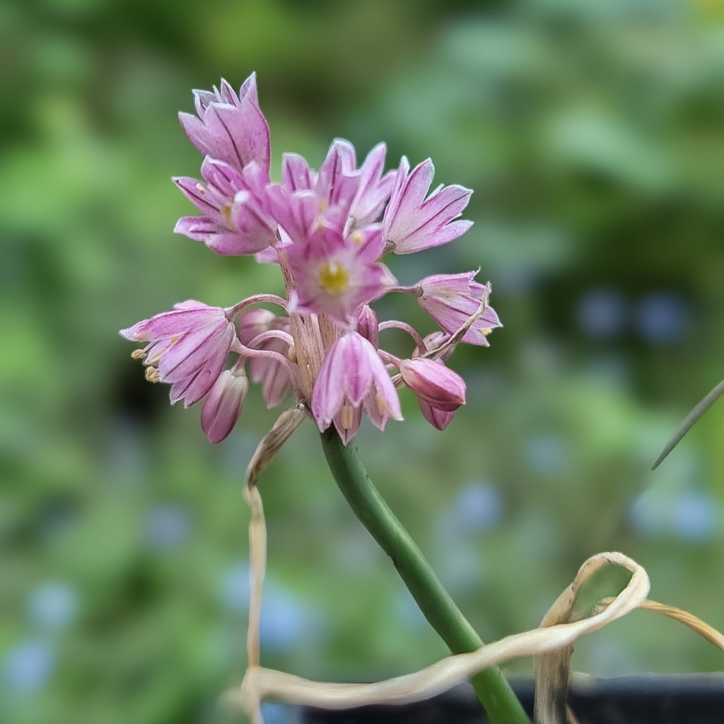 Zdjęcie rośliny: Czosnek / Allium sibthorpianum