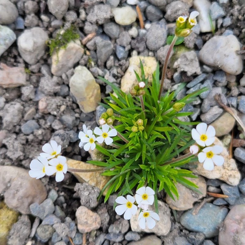Zdjęcie rośliny: Naradka krwista / Androsace carnea ssp. brigantiaca