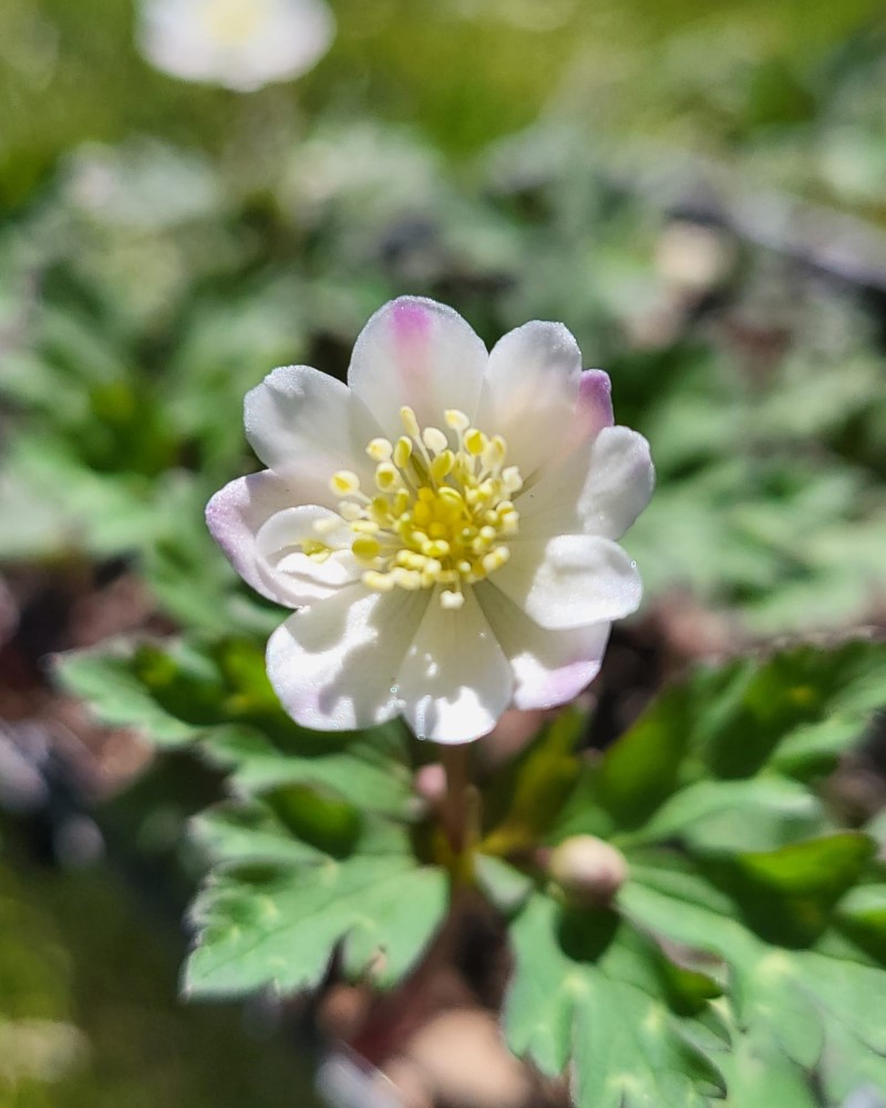 Zdjęcie rośliny: Zawilec wiotki / Anemone flaccida Ginpai