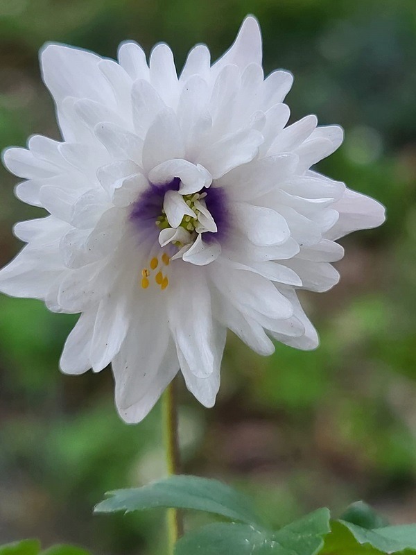 Zdjęcie rośliny: Zawilec gajowy / Anemone nemorosa Blue Eyes