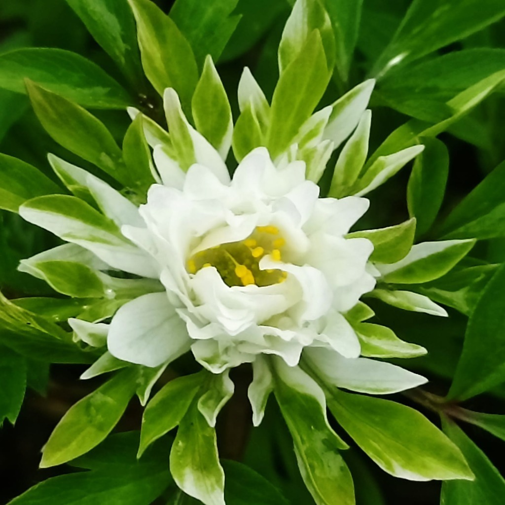 Zdjęcie rośliny: Zawilec gajowy (zielona kryza) / Anemone nemorosa Bracteata