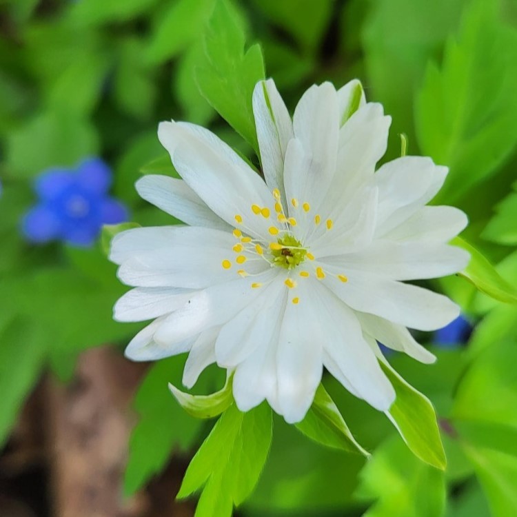 Zdjęcie rośliny: Zawilec gajowy / Anemone nemorosa Monstrosa