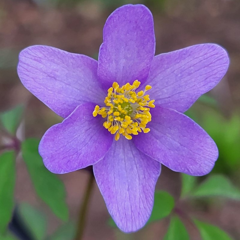 Zdjęcie rośliny: Zawilec gajowy / Anemone nemorosa Royal Blue