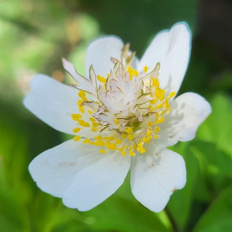 Zdjęcie rośliny: Zawilec gajowy / Anemone nemorosa Salt and Pepper