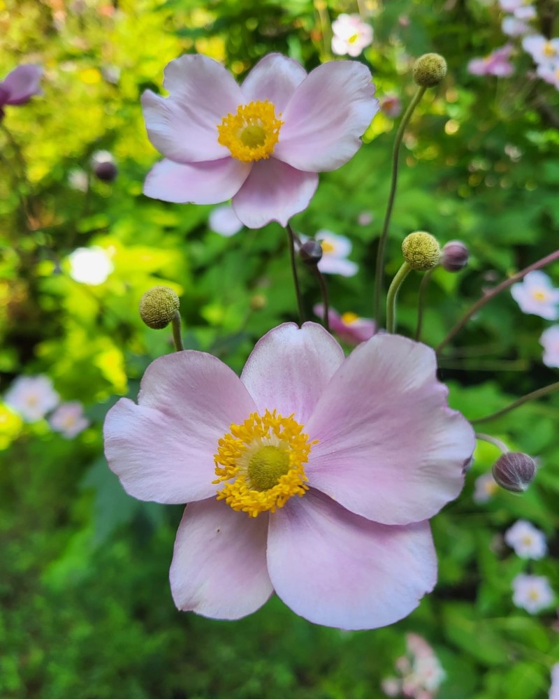 Zdjęcie rośliny: Zawilec pajęczynowaty / Anemone tomentosa Robustissima