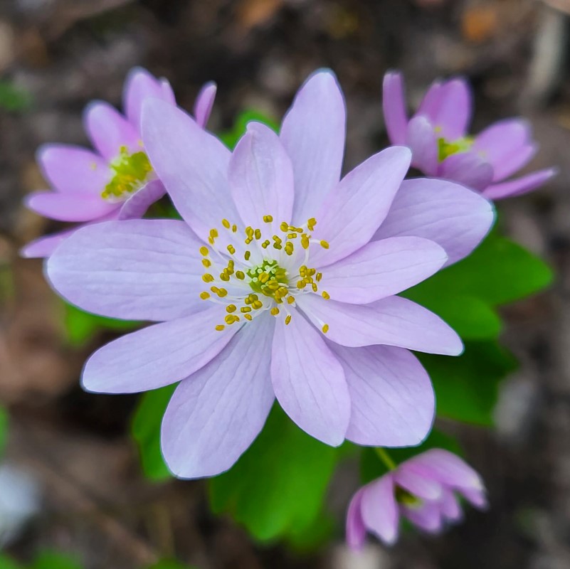 Zdjęcie rośliny: Zawilczyk rutewkowaty / Anemonella thalictroides Charlotte