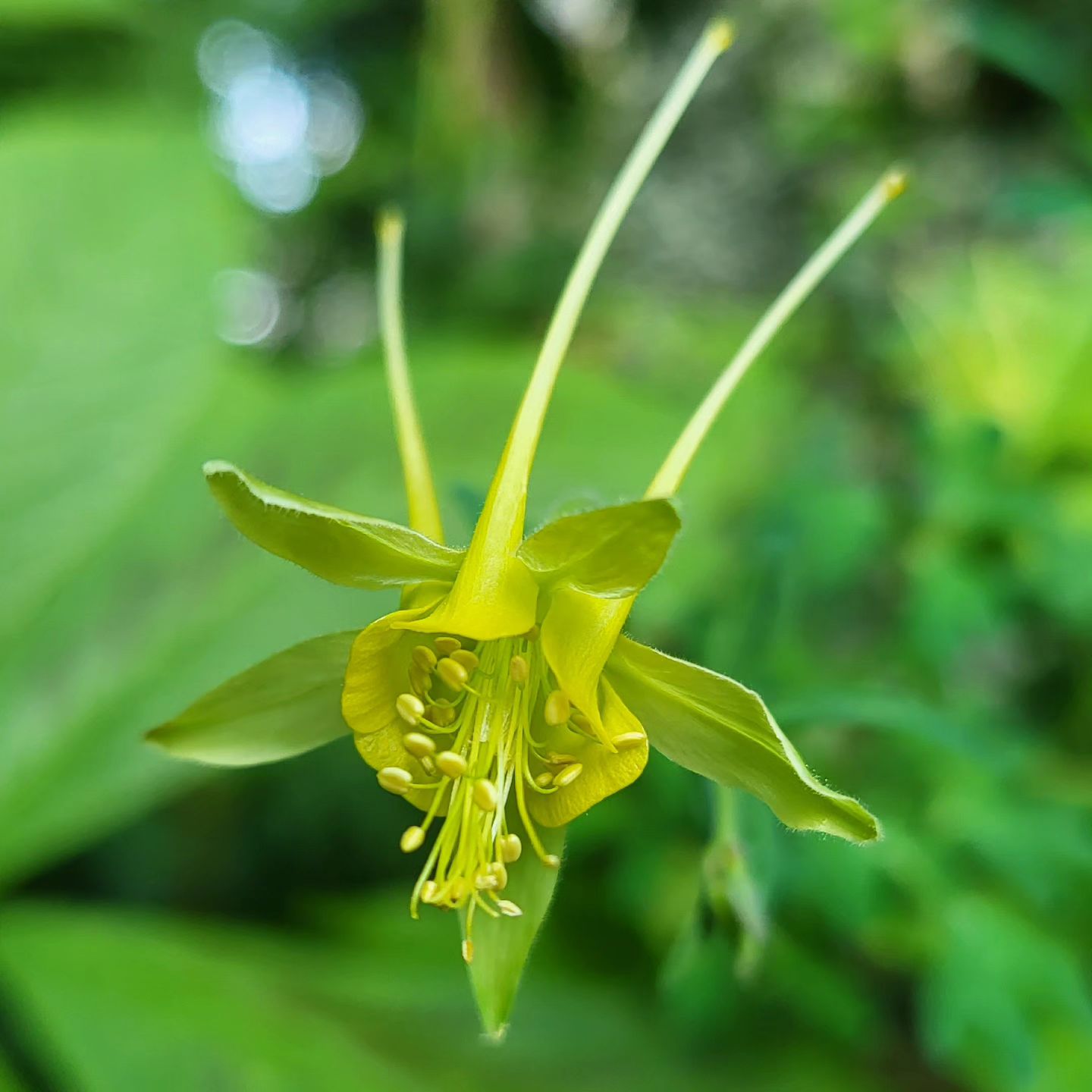 Zdjęcie rośliny: Orlik złocisty Chaplina / Aquilegia chrysantha var. chaplinei