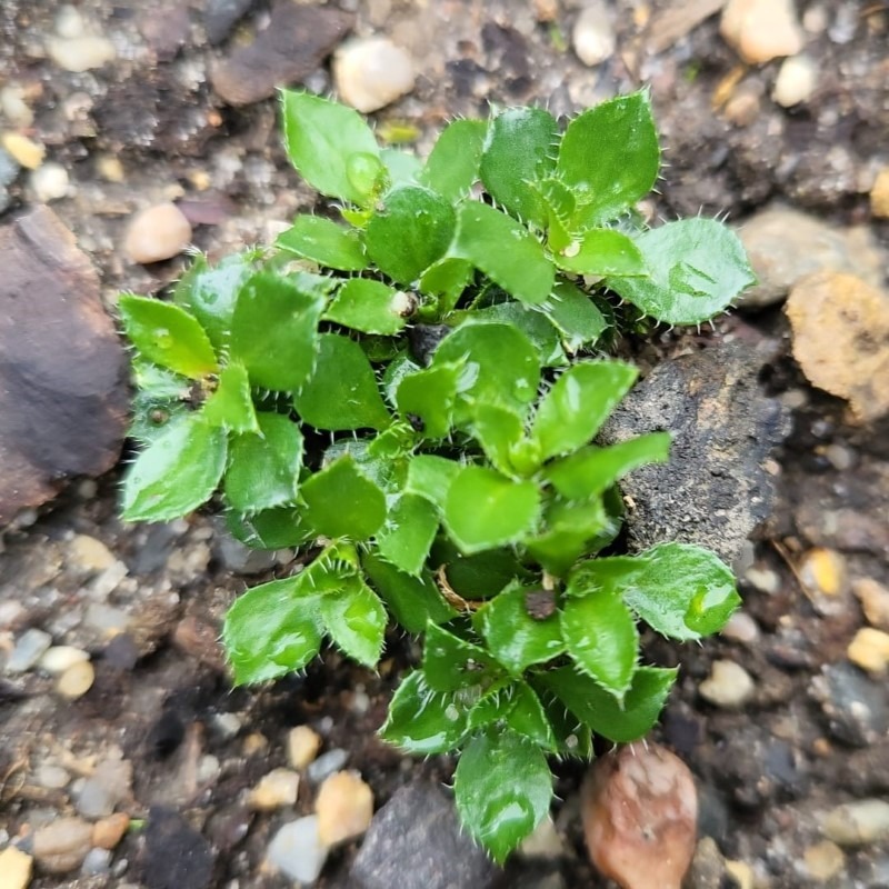 Zdjęcie rośliny: Gęsiówka Wilczeka / Arabis x wilczekii