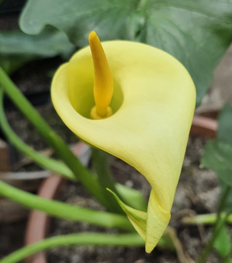 Zdjęcie rośliny: Obrazki kreteńskie / Arum creticum