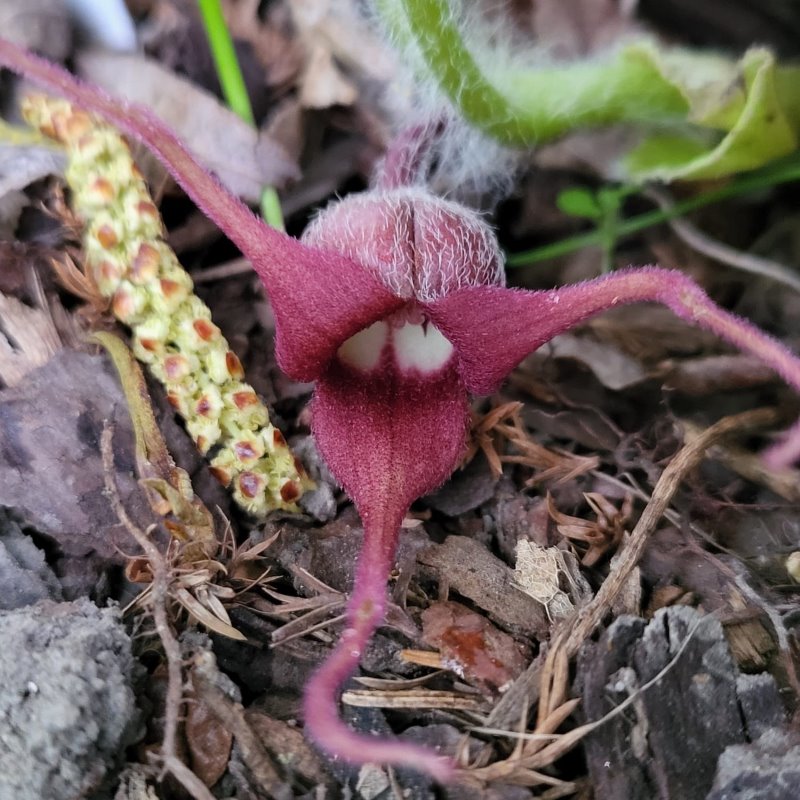 Zdjęcie rośliny: Kopytnik długopłatkowy / Asarum caudatum