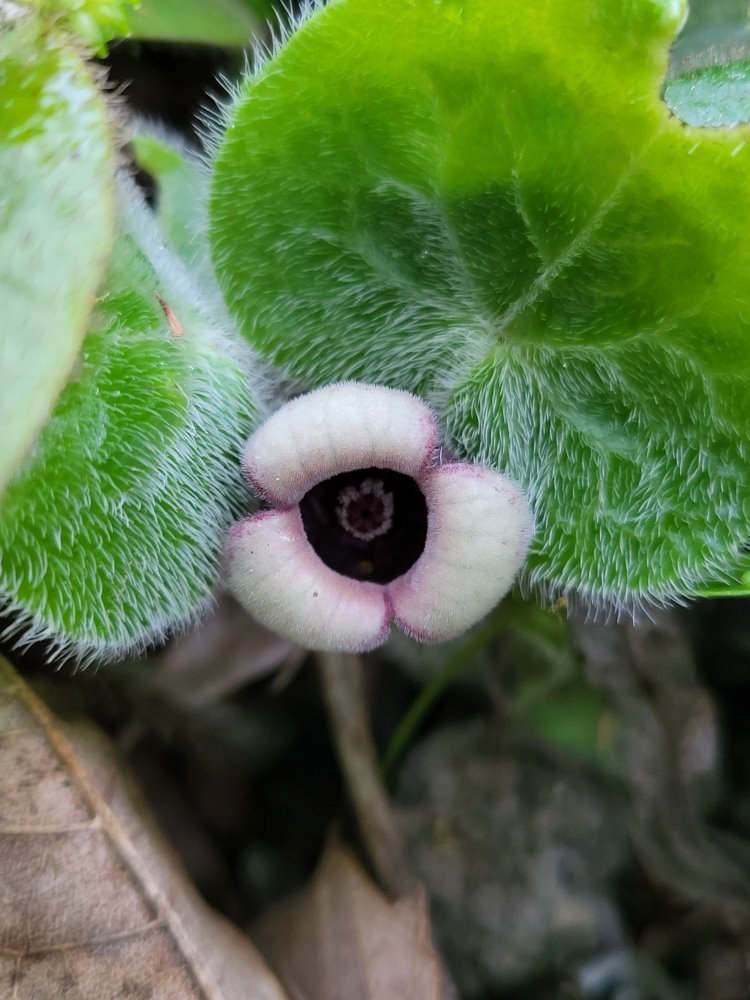 Zdjęcie rośliny: Kopytnik / Asarum pulchellum