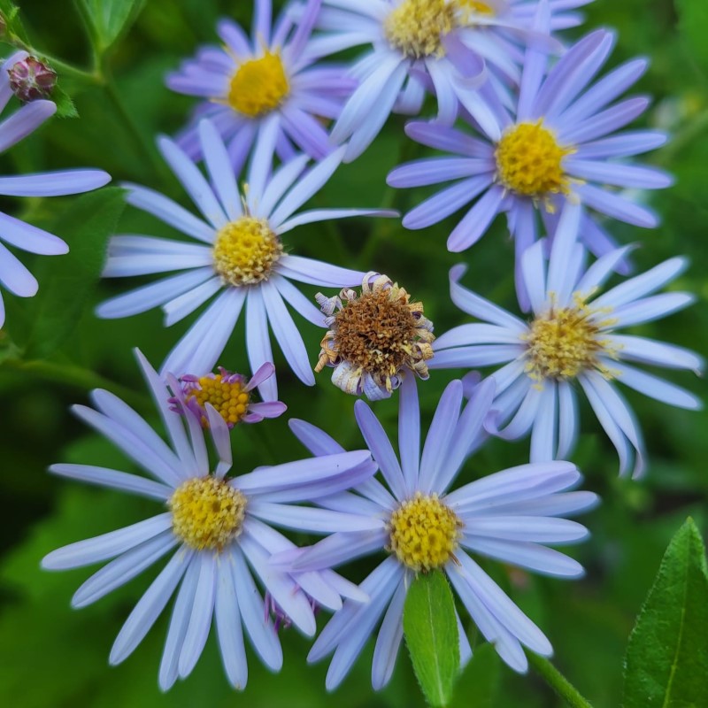 Zdjęcie rośliny: Aster żeniszkowaty (miks kolorów) / Aster ageratoides