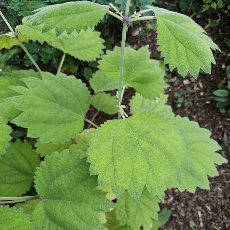 Zdjęcie rośliny: Bemeria japońska platanolistna / Boehmeria japonica var. platanifolia