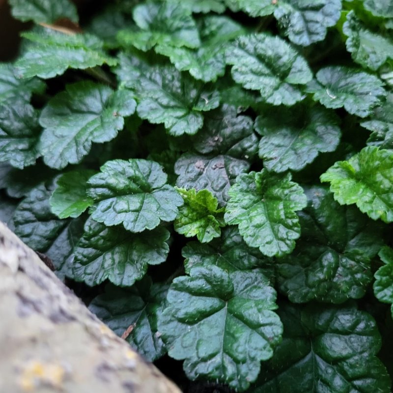 Zdjęcie rośliny: „Brewerimitella (Mitella) breweri”