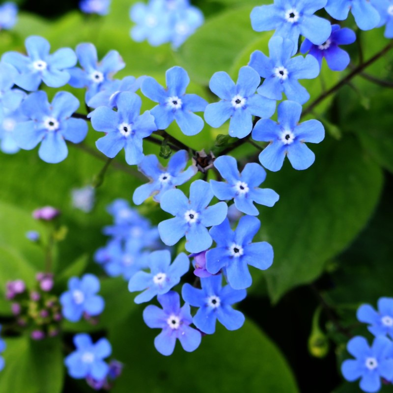 Zdjęcie rośliny: Brunnera wielkolistna / Brunnera macrophylla