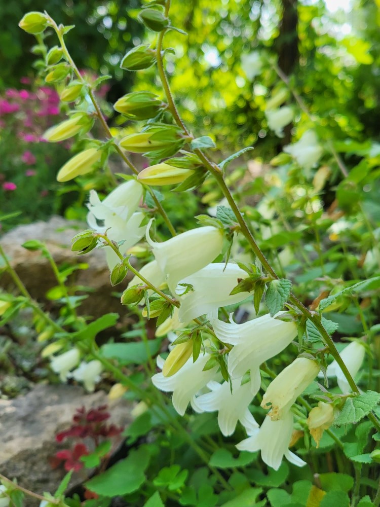 Zdjęcie rośliny: Dzwonek Makaszwili / Campanula makaschvilii