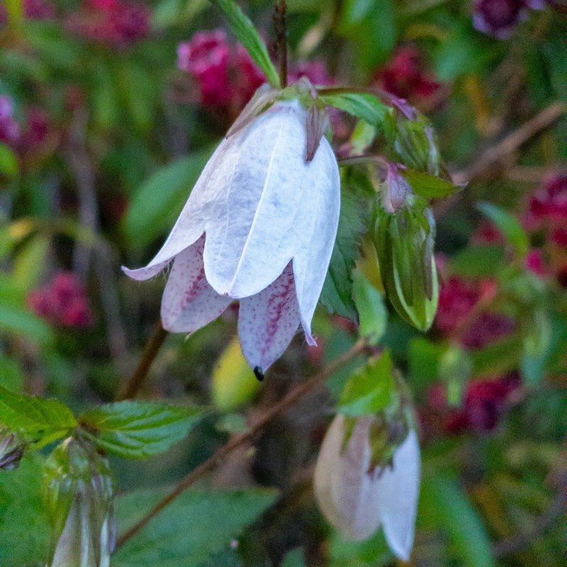 Zdjęcie rośliny: Dzwonek kropkowany biały / Campanula punctata White Bells