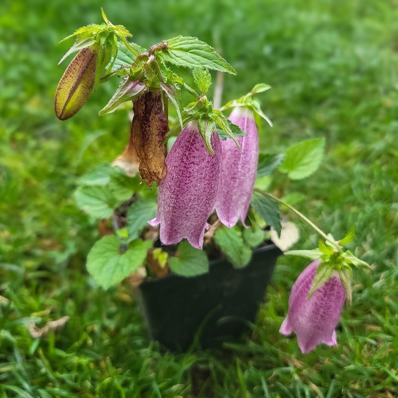Zdjęcie rośliny: Dzwonek nakrapiany / Campanula punctata Hot Lips
