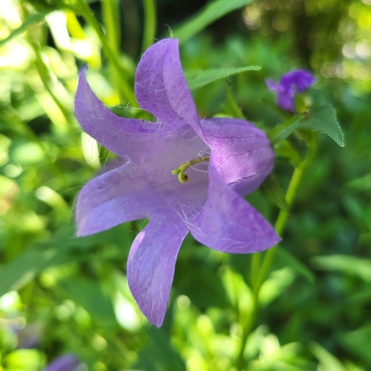 Zdjęcie rośliny: Dzwonek pokrzywolistny / Campanula trachelium