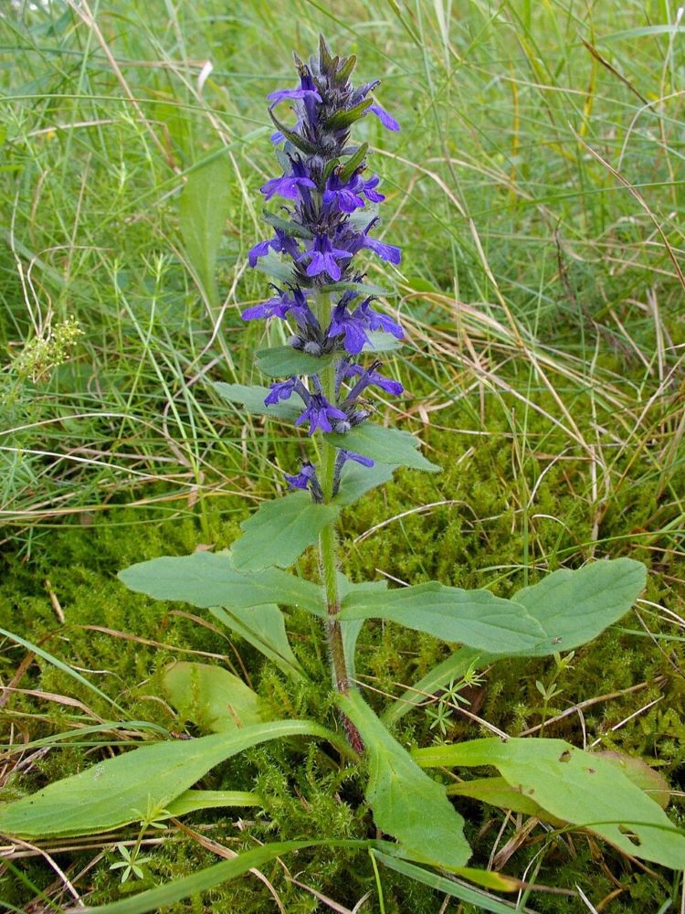 Zdjęcie rośliny: Dąbrówka kosmata (genewska) / Ajuga genevensis