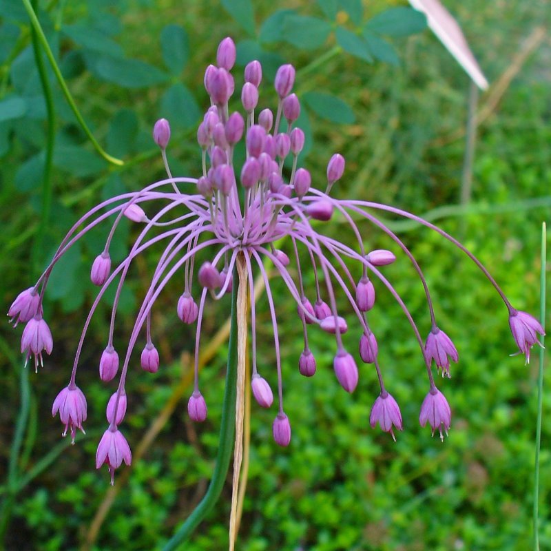 Zdjęcie rośliny: Czosnek nadobny / Allium coloratum (Allium carinatum ssp. pulchellum)