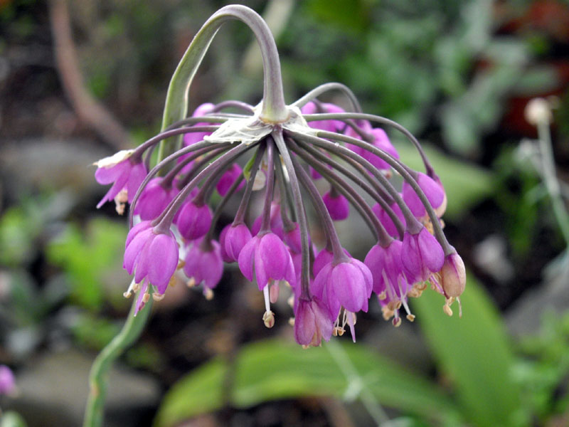 Zdjęcie rośliny: Czosnek zwisły / Allium cernuum