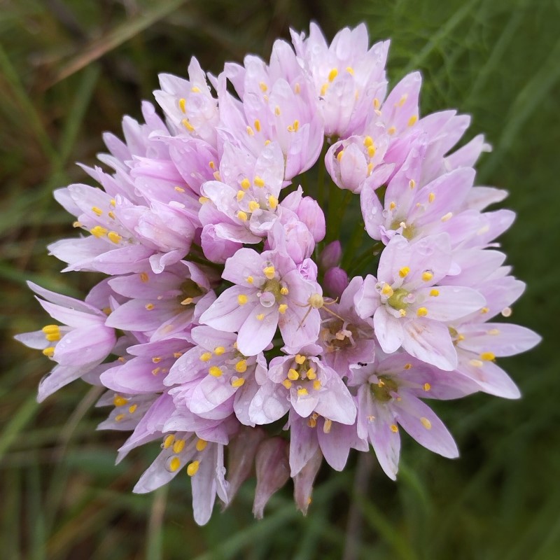 Zdjęcie rośliny: Czosnek różowy (3 cebulki) / Allium roseum