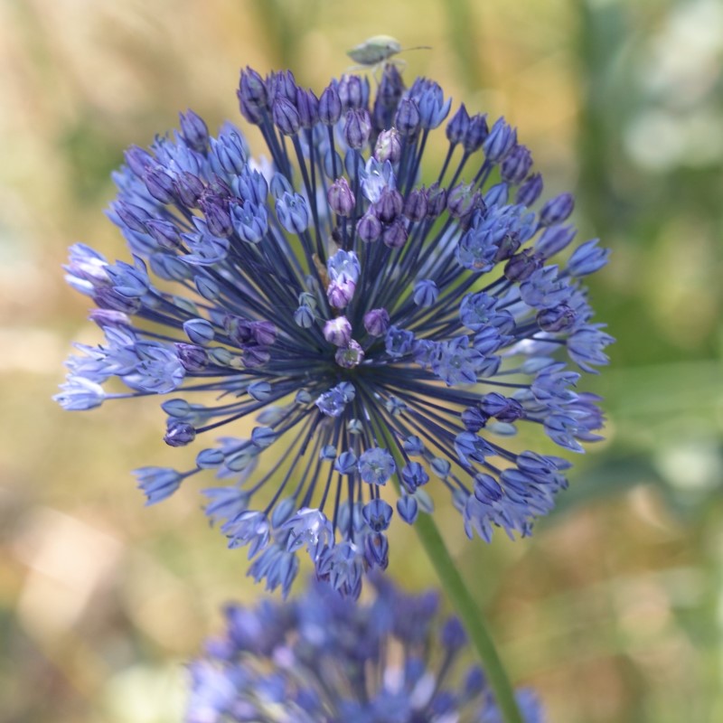 Zdjęcie rośliny: Czosnek błękitny (7 sztuk) / Allium caeruleum