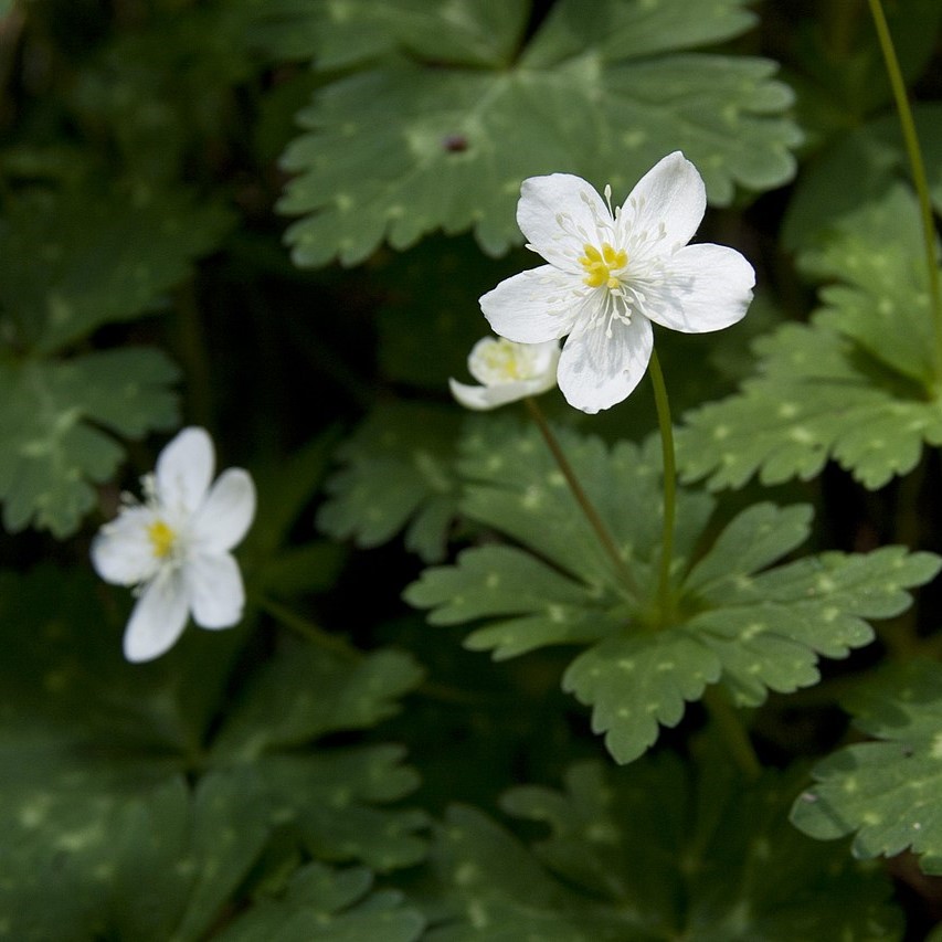 Zdjęcie rośliny: Zawilec wiotki / Anemone flaccida (Anemonastrum flaccidum)