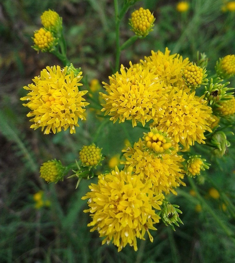 Zdjęcie rośliny: Ożota zwyczajna / Galatella (Aster) linosyris