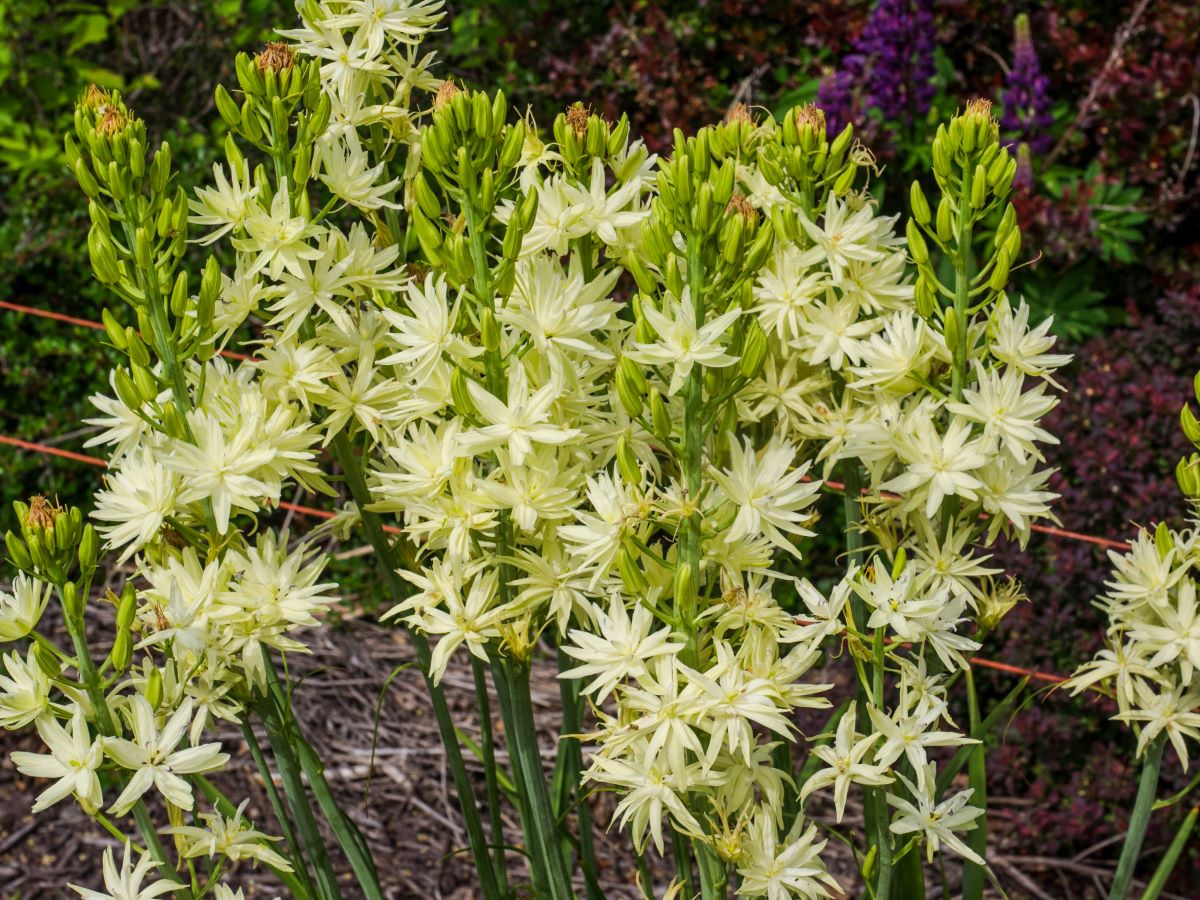 Zdjęcie rośliny: Kamasja Leichtlina półpełna / Camassia leichtlinii Semiplena