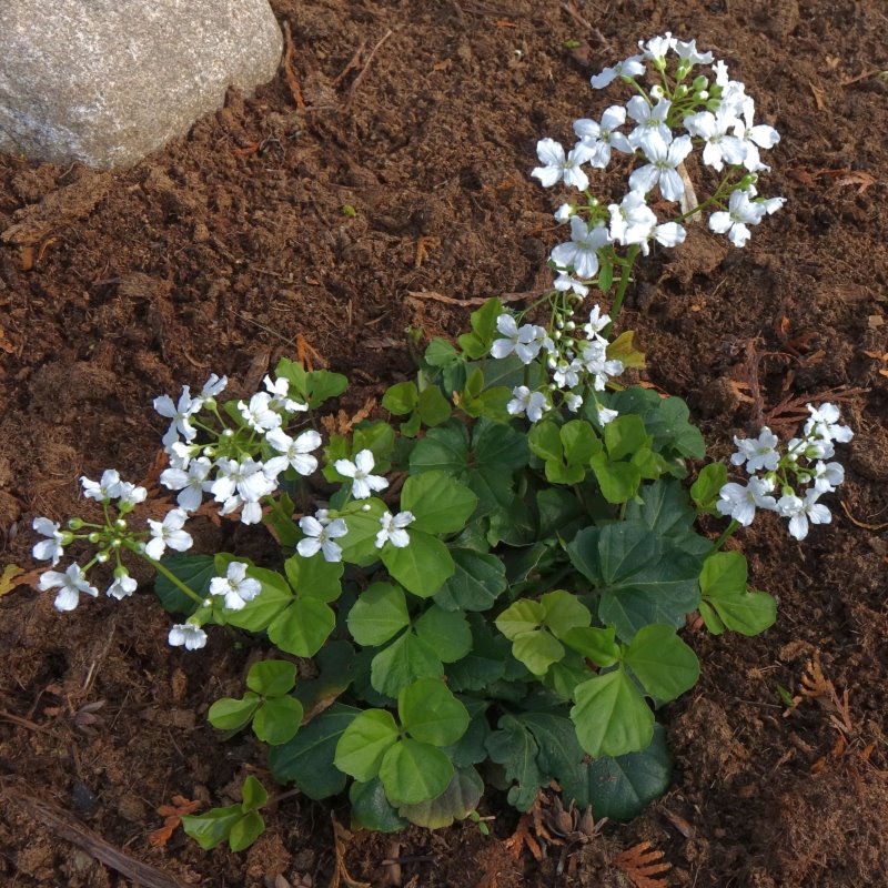 Zdjęcie rośliny: Cardamine trifolia