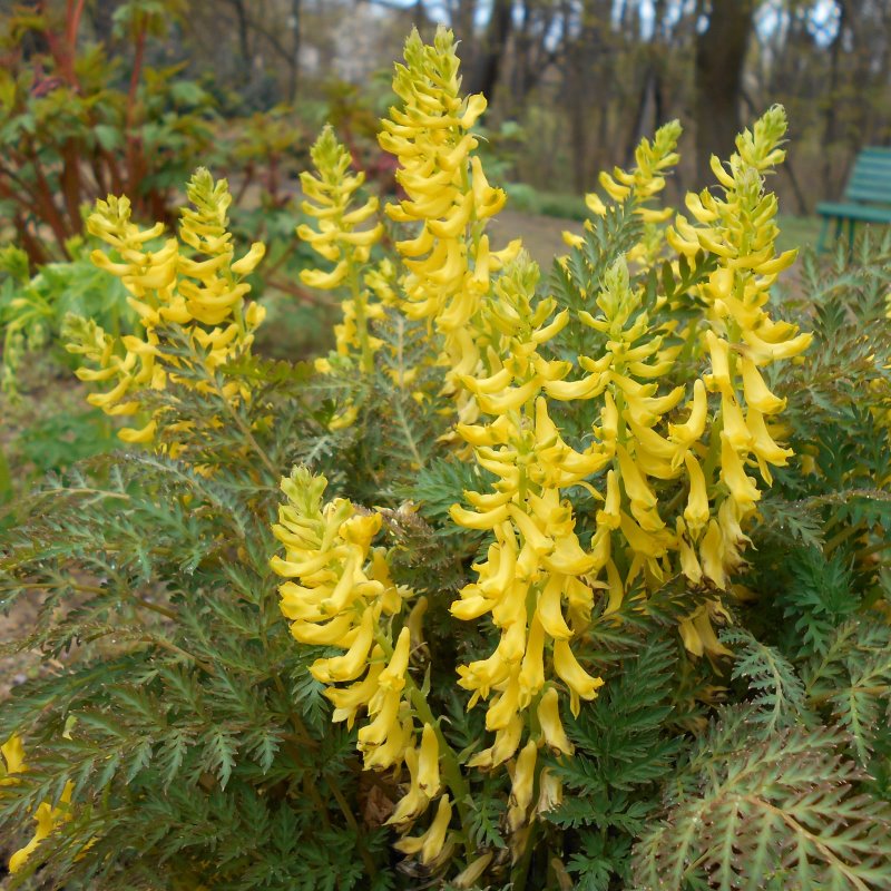 Zdjęcie rośliny: Kokorycz lakolistna (paprociowa) / Corydalis cheilanthifolia