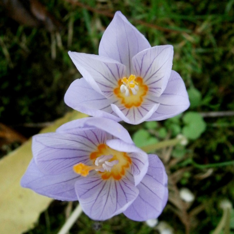 Zdjęcie rośliny: Krokus Kotschy’ego (jesienny) / Crocus kotschyanus syn. zonatus