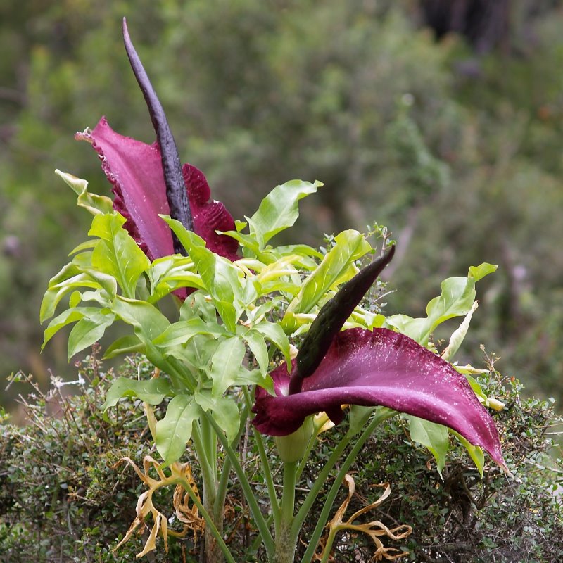 Zdjęcie rośliny: Drakunkulus zwyczajny (smocza lilia) / Dracunculus vulgaris