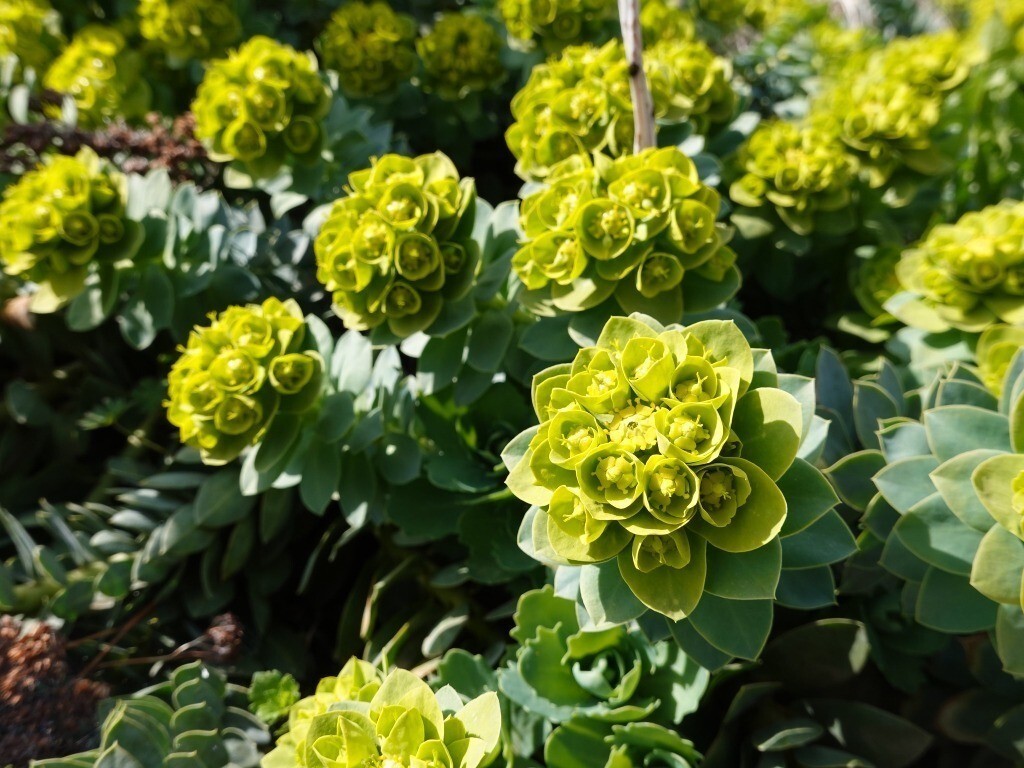 Zdjęcie rośliny: Wilczomlecz mirtowaty / Euphorbia myrsinites