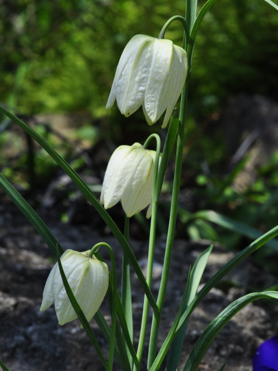 Zdjęcie rośliny: Szachownica kostkowata biała / Fritillaria Meleagris Alba
