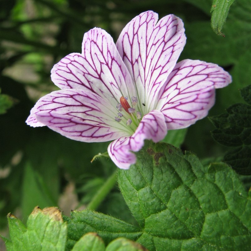 Zdjęcie rośliny: Bodziszek różnobarwny / Geranium versicolor
