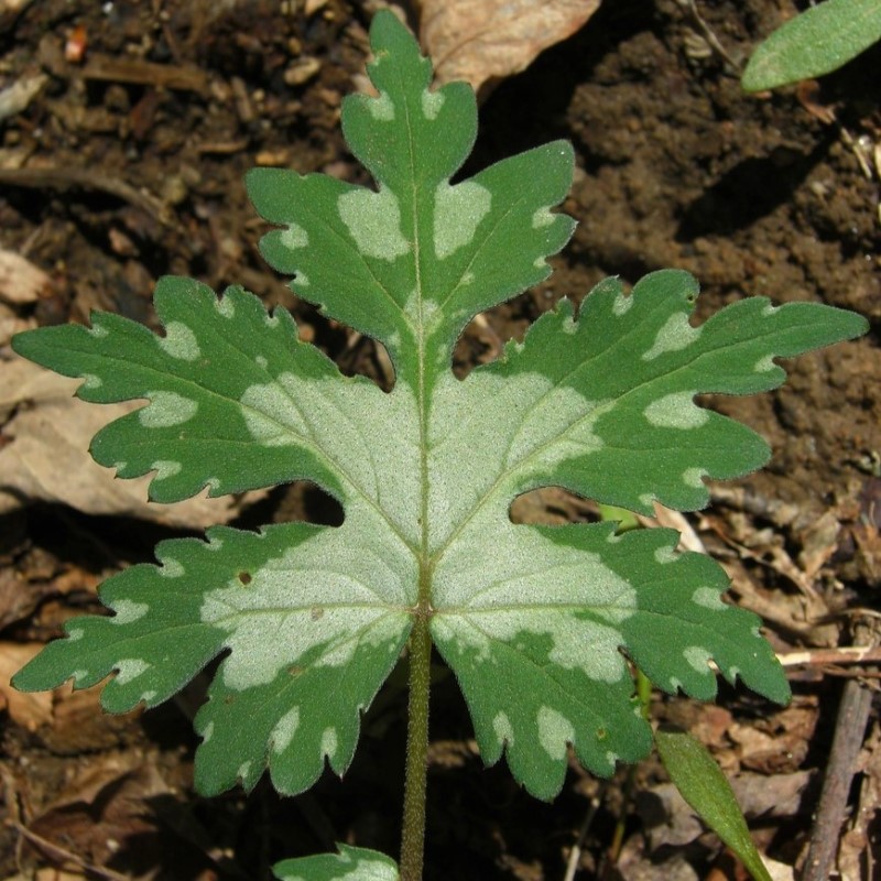 Zdjęcie rośliny: Czerpatka kanadyjska / Hydrophyllum canadense