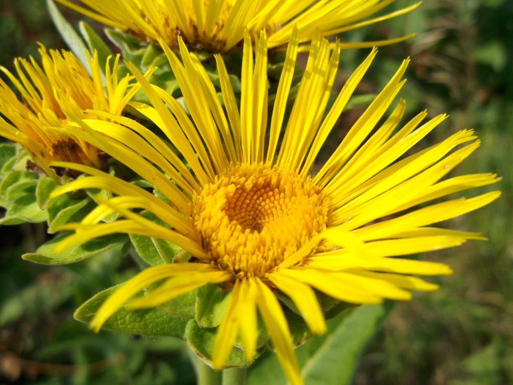 Zdjęcie rośliny: Oman wielki / Inula helenium