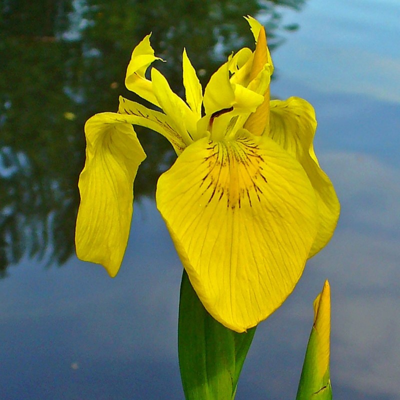 Zdjęcie rośliny: Kosaciec żółty, irys (2 sztuki) / Iris pseudacorus