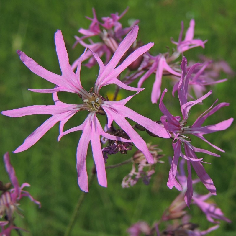 Zdjęcie rośliny: Firletka poszarpana / Lychnis (Silene) flos-cuculi Nana