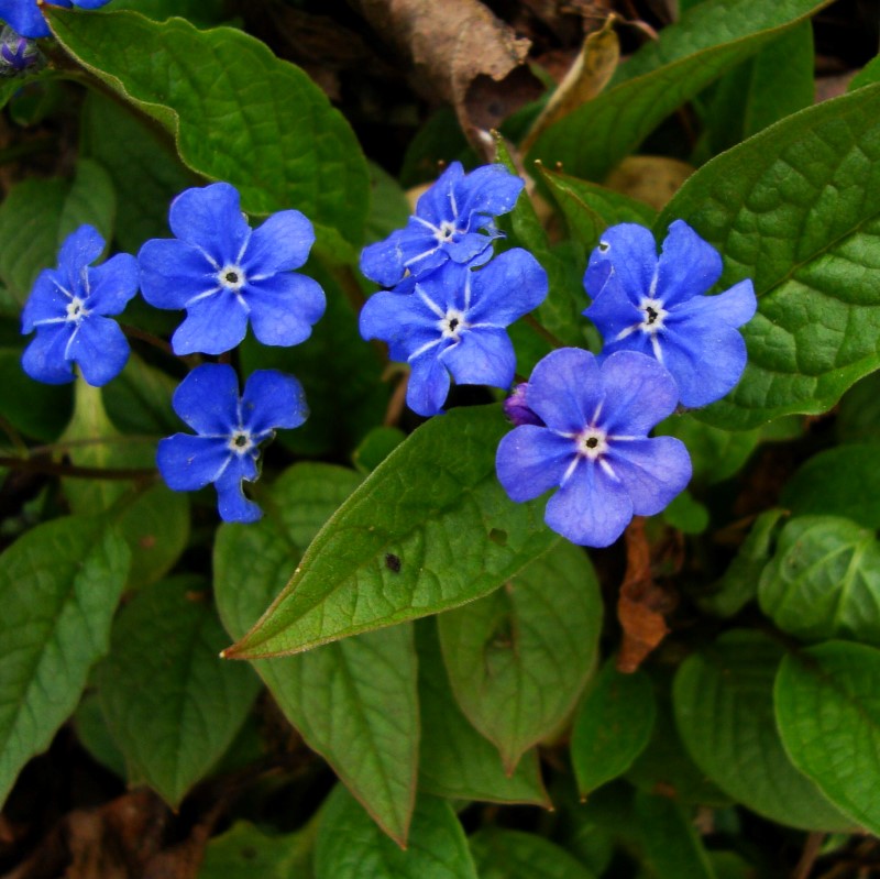 Zdjęcie rośliny: Ułudka wiosenna niebieska / Omphalodes verna