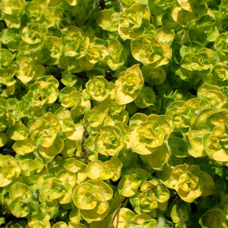 Zdjęcie rośliny: Oregano żółtolistne / Origanum vulgare Aureum