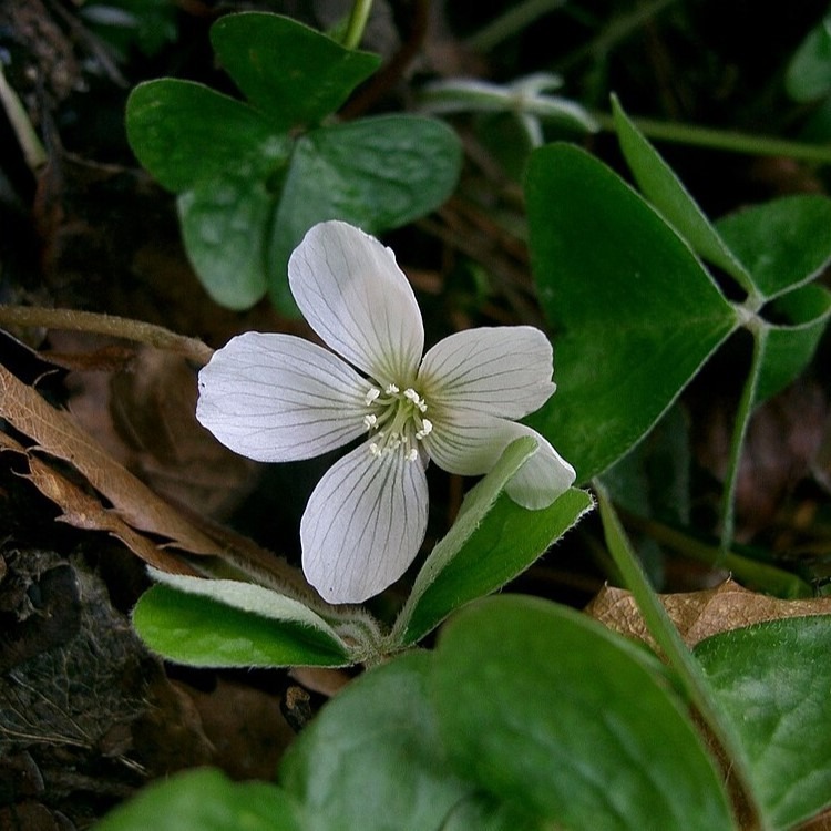 Zdjęcie rośliny: Szczawik Griffitha / Oxalis griffithii